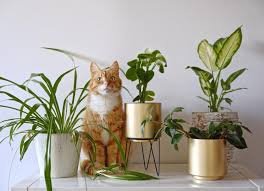 Pet Safe Indoor Plants for New Plant Parents 2025