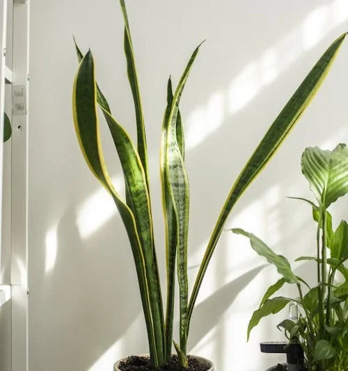 Low Light Indoor Plants for Office Desk Beginners 2025