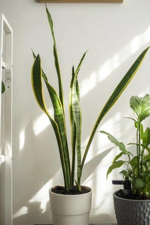 low light indoor plants for office desk beginners
