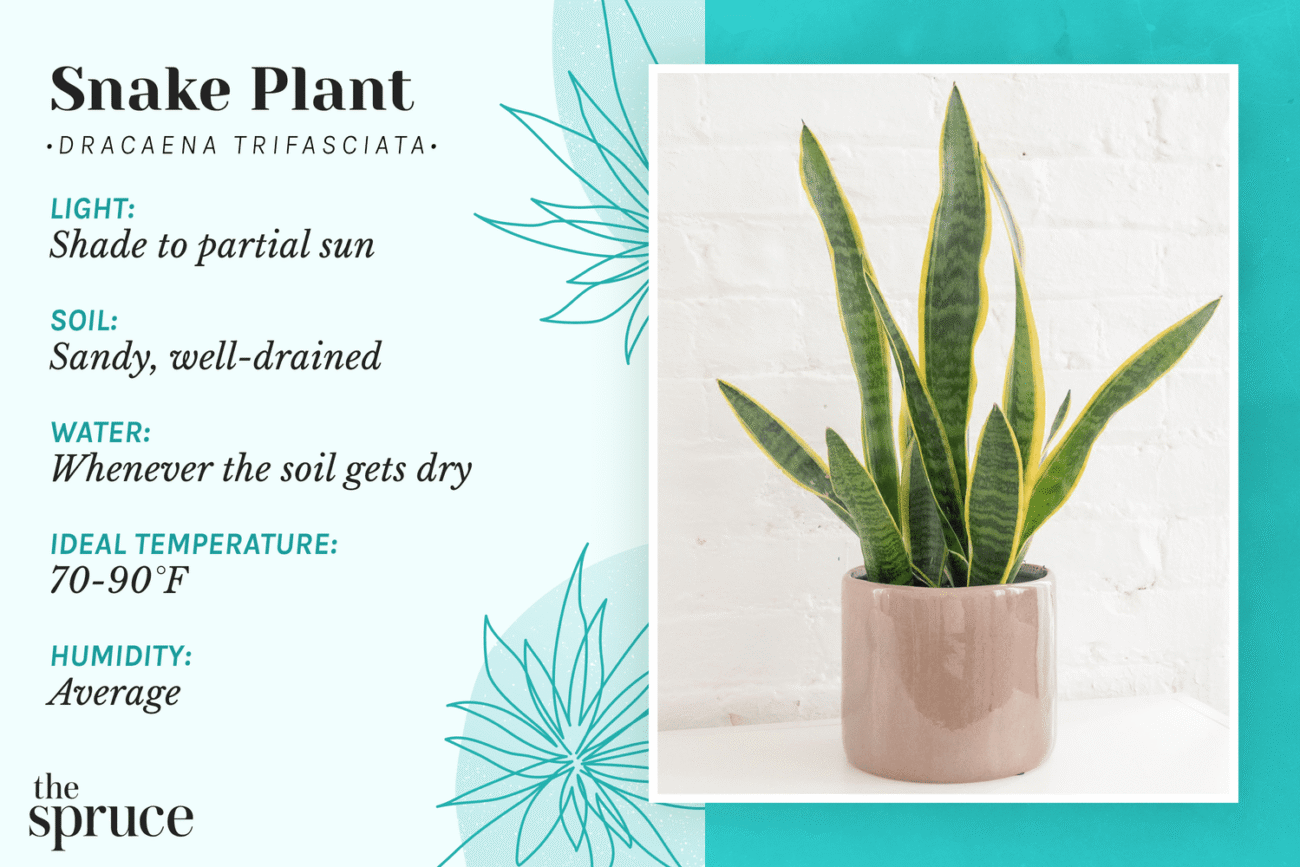 how to care for snake plant as a beginner 2025